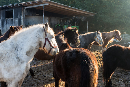 Pferdekoppel in Neuhaus &ndash; (VGN &copy;&nbsp;VGN GmbH)