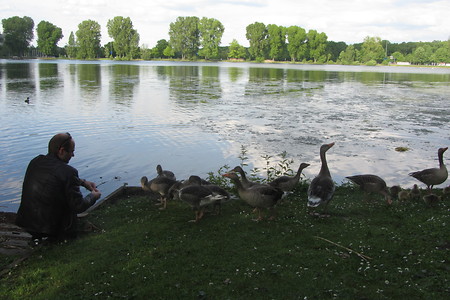 Fütterung am Dutzendteich &ndash; (21.10.2016, schreibwerk &copy;&nbsp;schreibwerk)