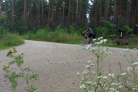 Eibacher Forst Abzweig &ndash; (21.10.2016, schreibwerk &copy;&nbsp;schreibwerk)