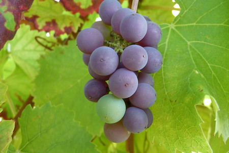 Kurz vor Sulzfeld in den Weinbergen &ndash; (16.10.2016, VGN &copy;&nbsp;VGN GmbH)