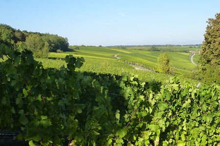 Blick über die Weinberge zwischen Sulzfeld und Segnitz &ndash; (16.10.2016, VGN &copy;&nbsp;VGN GmbH)