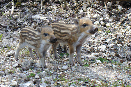 Wildschweine &ndash; (VGN &copy;&nbsp;VGN GmbH)