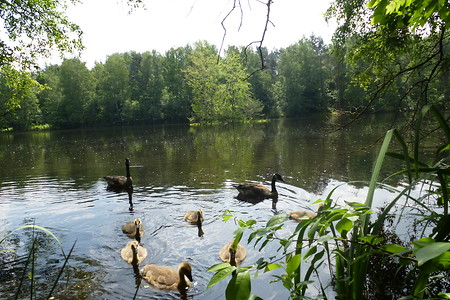 Gänsefamilie am Weißensee &ndash; (VGN &copy;&nbsp;VGN GmbH)