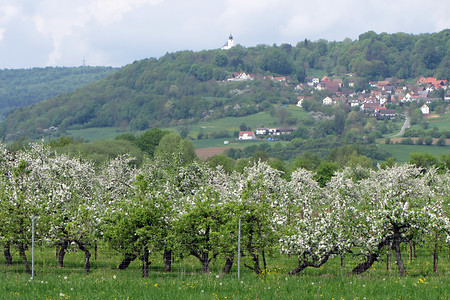 Kirschblüte Trubachtal &ndash; (11.05.2013, VGN &copy;&nbsp;VGN GmbH)