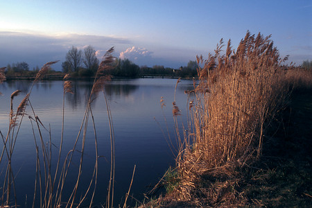 Schilf &ndash; (VGN &copy;&nbsp;VGN GmbH)