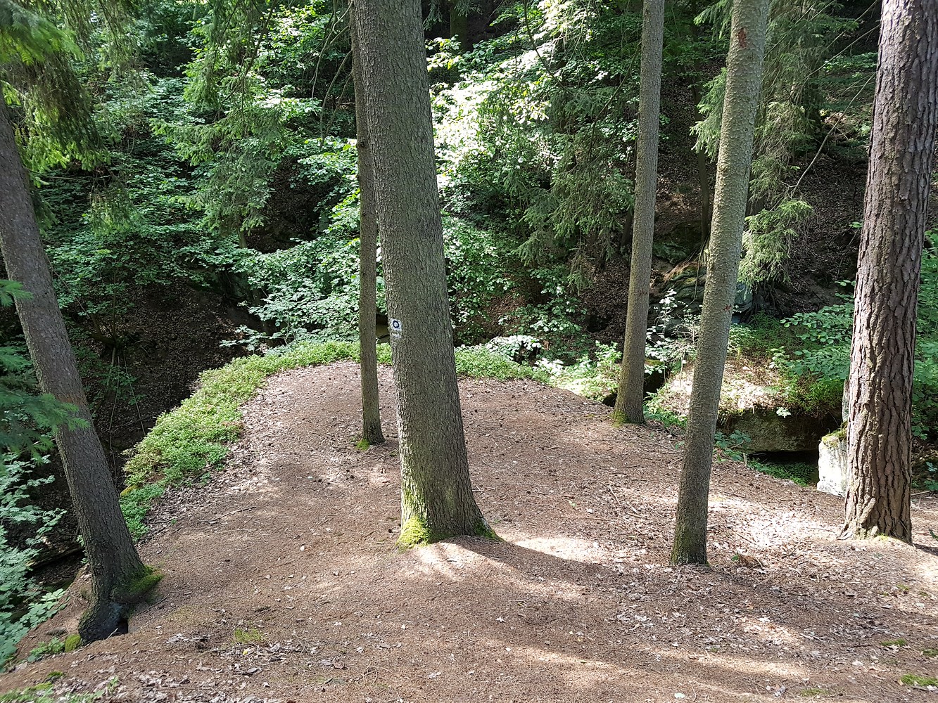 Baumplateau &ndash;  (16.07.2019, S. Dassler &copy;&nbsp;VGN GmbH)