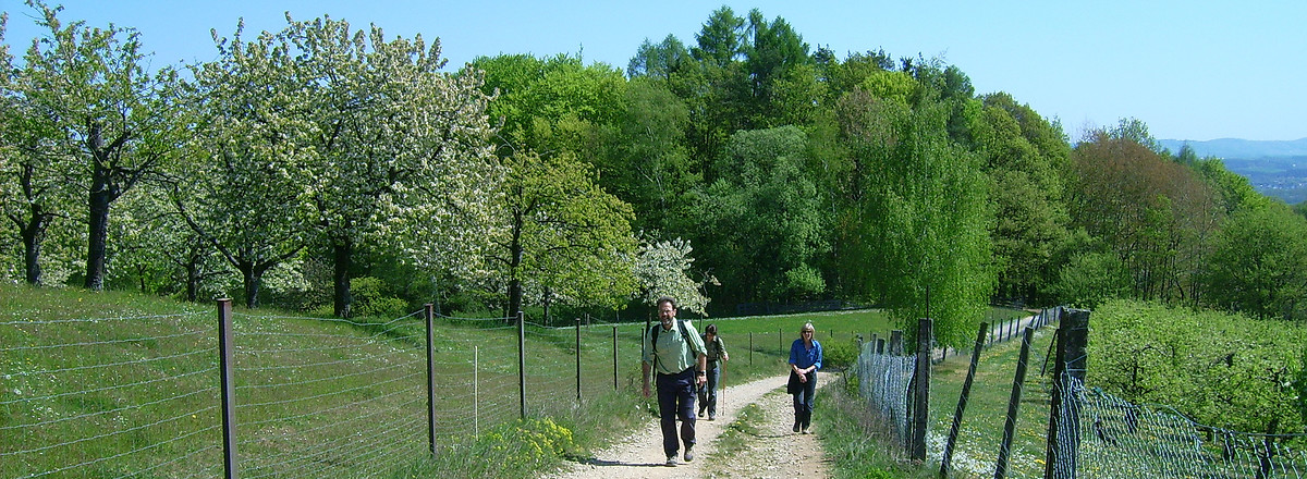 Vorbei an den Kirschgärten &ndash;  (VGN &copy;&nbsp;VGN GmbH)