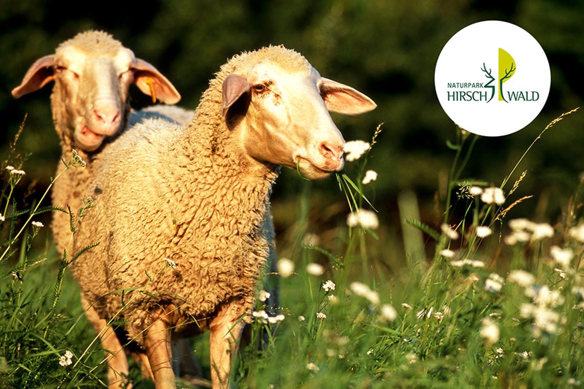 Naturpark Hirschwald