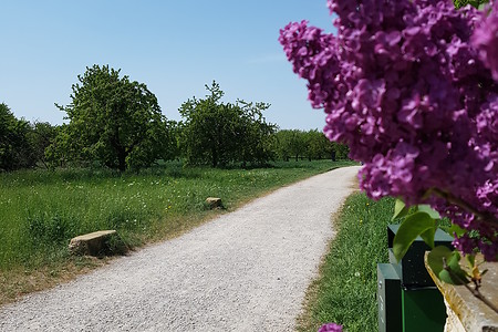 Flieder am Weg &ndash; (05.05.2018, VGN S.Dassler &copy;&nbsp;VGN GmbH)