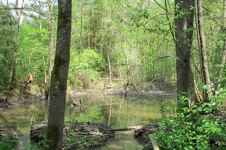 Biberdamm &ndash; (22.06.2018, VGN S.Dassler &copy;&nbsp;VGN GmbH)