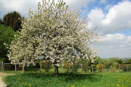 Kirschblüte &ndash; (22.06.2018, VGN &copy;&nbsp;VGN GmbH)