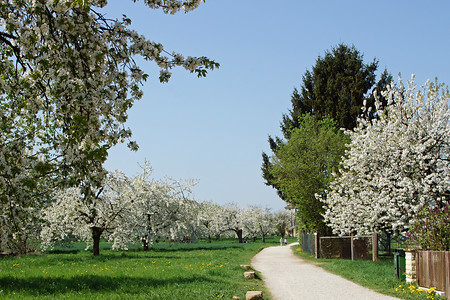 Zwischen den Kirschgärten &ndash; (22.06.2018, VGN &copy;&nbsp;VGN GmbH)