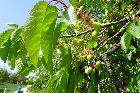 Kirschen im Frühstadium &ndash; (05.05.2018, VGN S.Dassler &copy;&nbsp;VGN GmbH)