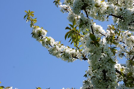 Kirschblüten &ndash; (22.06.2018, VGN &copy;&nbsp;VGN GmbH)
