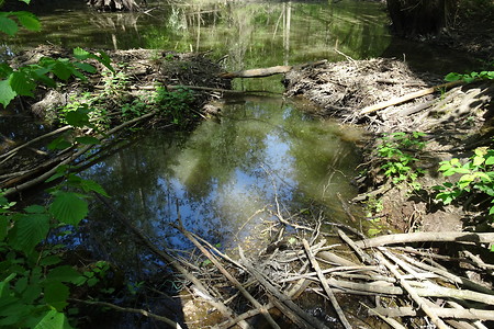 Biberdamm &ndash; (05.05.2018, VGN S.Dassler &copy;&nbsp;VGN GmbH)