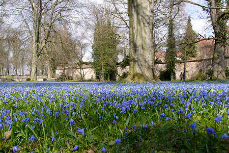 Blaues Scillia Meer im Schlossgarten &ndash; (25.03.2007, VGN &copy;&nbsp;VGN GmbH)