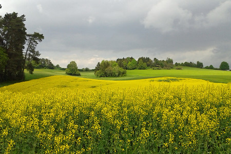 Rapsfeld &ndash; (26.05.2016, VGN &copy;&nbsp;VGN GmbH)