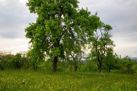 Bäume &ndash; (27.09.2020, U. Büscher &copy;&nbsp;VGN GmbH)