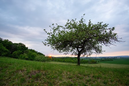 Streuobstwiesenbaum &ndash; (27.09.2020, U. Büscher &copy;&nbsp;VGN GmbH)