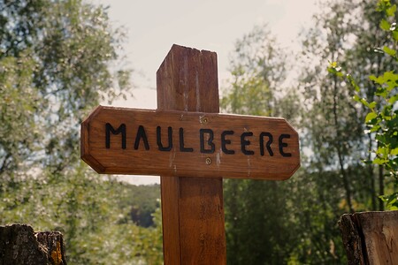 Maulbeere &ndash; (11.08.2020, U. Büscher &copy;&nbsp;VGN GmbH)