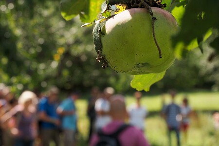 Apfel &ndash; (11.08.2020, U. Büscher &copy;&nbsp;VGN GmbH)