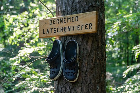 Latschenkiefer &ndash; (27.09.2020, U. Büscher &copy;&nbsp;VGN GmbH)