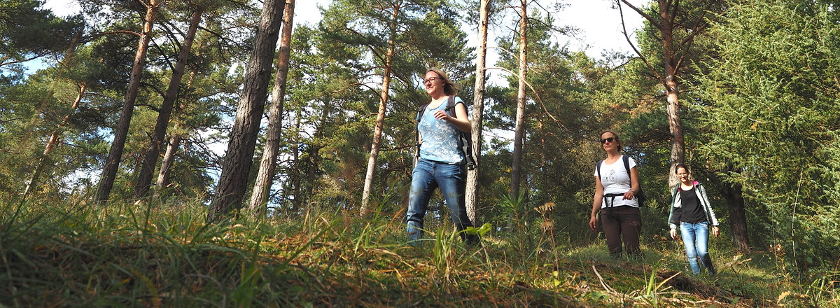 Durch den Wald &ndash;  (16.10.2019, U. Buescher &copy;&nbsp;VGN GmbH)