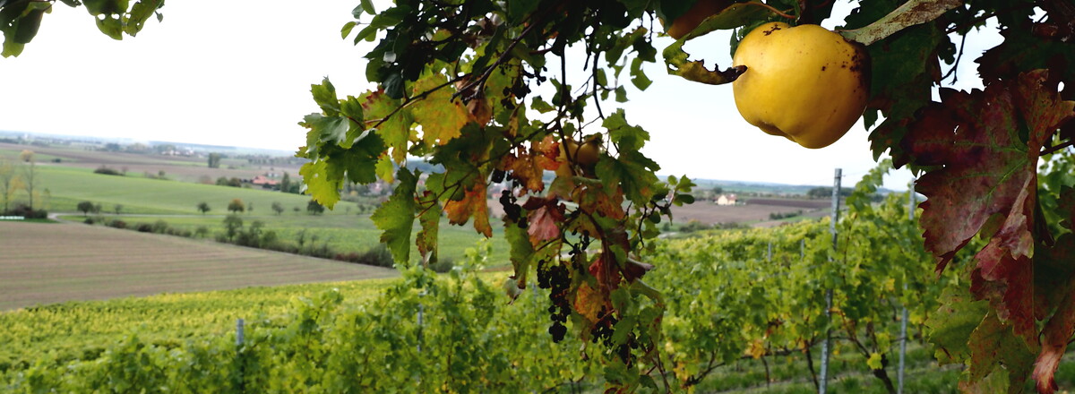 Äpfel am Baum &ndash;  (16.10.2019, U. Buescher &copy;&nbsp;VGN GmbH)
