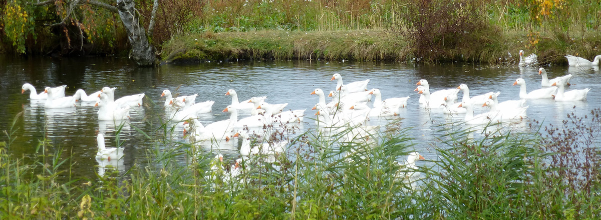 Gänse auf dem Weiher &ndash;  (03.10.2012, VGN &copy;&nbsp;VGN GmbH)
