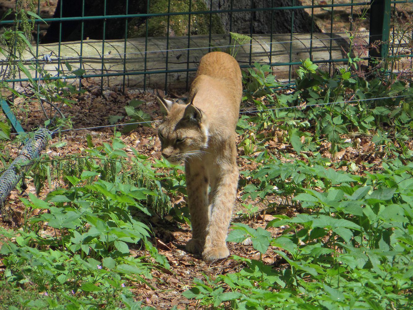 Luchsgehege &ndash;  (29.09.2015, VGN &copy;&nbsp;VGN GmbH)