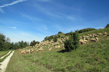 Schafe am Wegrand &ndash; (VGN &copy;&nbsp;VGN GmbH)