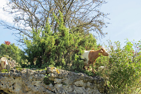 Ziege &ndash; (VGN &copy;&nbsp;VGN GmbH)