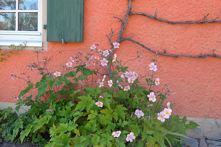 Hauswand &ndash; (14.03.2017, VGN &copy;&nbsp;VGN GmbH)