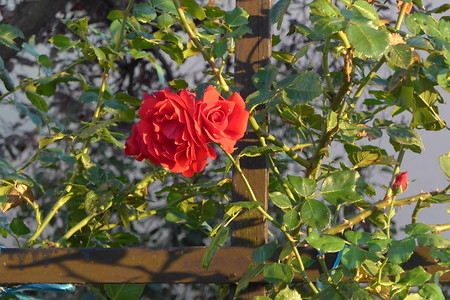 Am Wegesrand &ndash; (14.03.2017, VGN &copy;&nbsp;VGN GmbH)