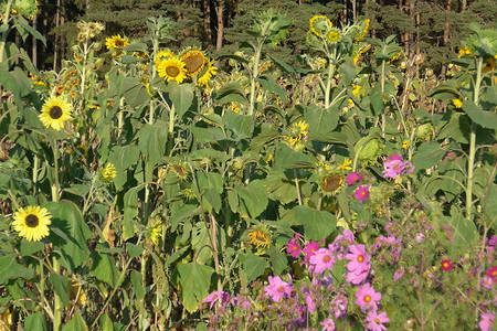 Blumenwiese &ndash; (14.03.2017, VGN &copy;&nbsp;VGN GmbH)