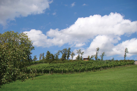 Ergersheimer Weinlagen &ndash; (15.08.2011, VGN &copy;&nbsp;VGN GmbH)