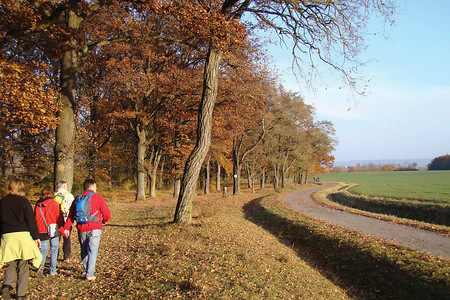 Allee vor Bad Windsheim &ndash; (07.11.2011, VGN &copy;&nbsp;VGN GmbH)