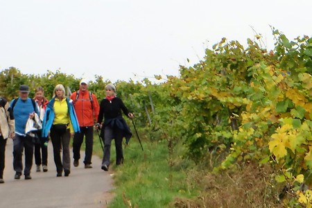 In_den_Weinbergen &ndash; (09.02.2018, VGN &copy;&nbsp;VGN GmbH)