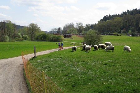 Schafe &ndash; (05.05.2016, schreibwerk &copy;&nbsp;schreibwerk)