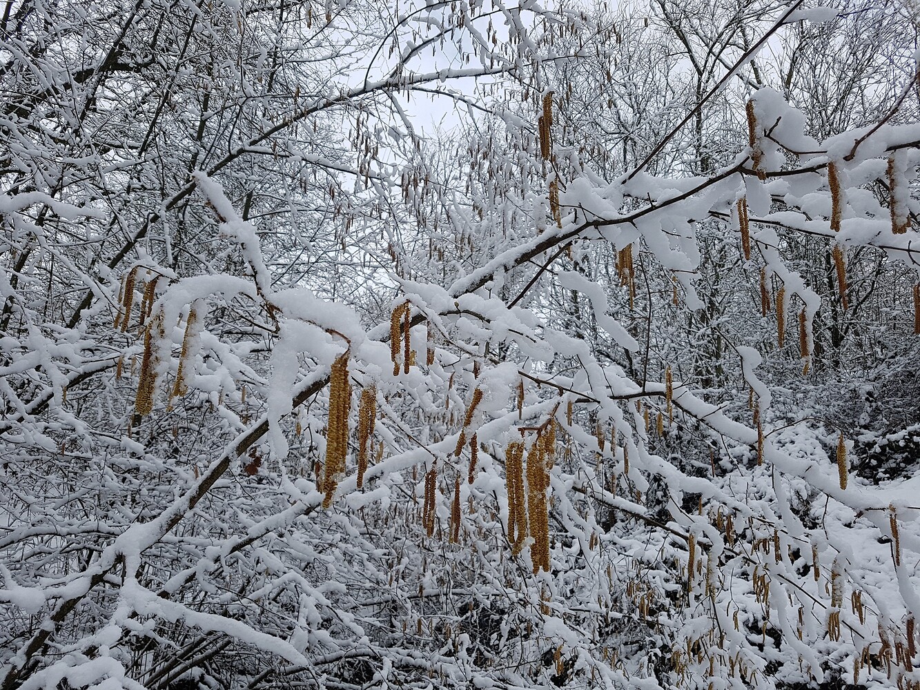 Im Schnee &ndash;  (28.02.2020, S. Dassler &copy;&nbsp;VGN GmbH)