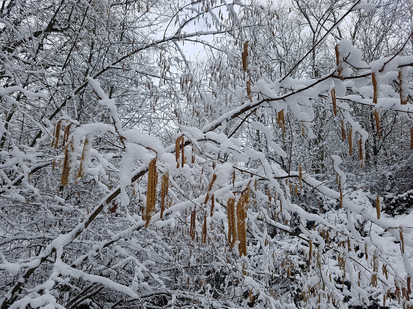 Im Schnee &ndash;  (28.02.2020, S. Dassler &copy;&nbsp;VGN GmbH)