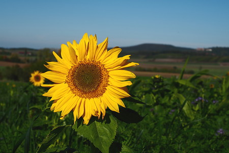 Sonnenblume &ndash; (16.10.2019, U. Buescher &copy;&nbsp;VGN GmbH)