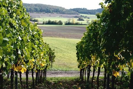 Weinreben &ndash; (07.07.2019, U. Buescher &copy;&nbsp;VGN GmbH)