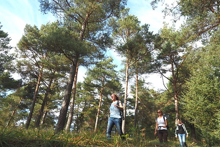 Durch den Wald &ndash; (16.10.2019, U. Buescher &copy;&nbsp;VGN GmbH)