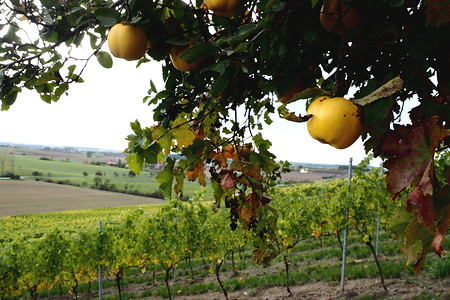 Äpfel am Baum &ndash; (16.10.2019, U. Buescher &copy;&nbsp;VGN GmbH)