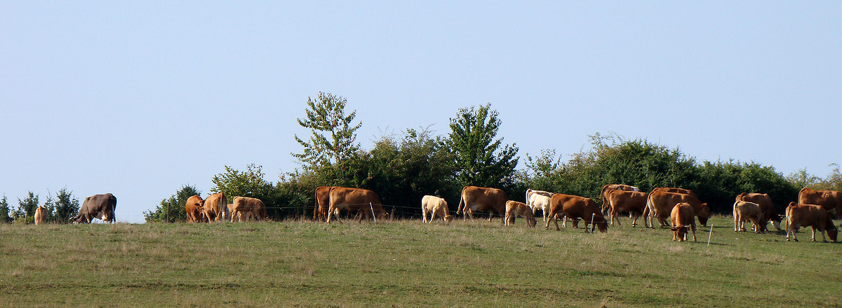 Viehherde auf der Hutung &ndash;  (VGN &copy;&nbsp;VGN GmbH)