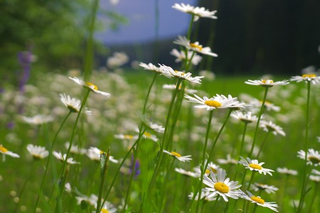 Blumenwiese &ndash; (23.05.2020, U. Buescher &copy;&nbsp;VGN GmbH)