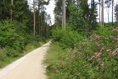 Ebener Weg durch den Wald &ndash; (31.05.2016, schreibwerk &copy;&nbsp;schreibwerk)