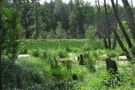 Feuchtbiotop Gauchsbach &ndash; (31.05.2016, schreibwerk &copy;&nbsp;schreibwerk)