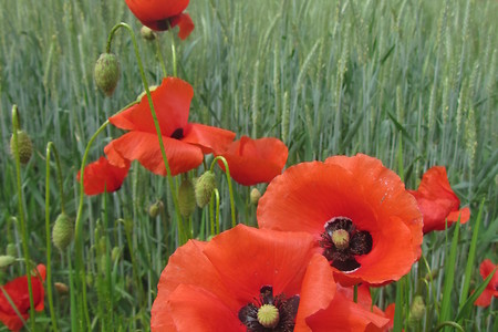 Vor Raubersried &ndash; (31.05.2016, schreibwerk &copy;&nbsp;schreibwerk)